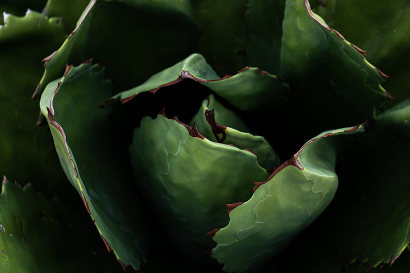 Harvesting the Agave